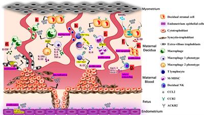 CCL2: An important cytokine in normal and pathological pregnancies: A review